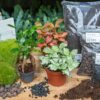 Flaschengarten paket - Ficus Ginseng bonsai