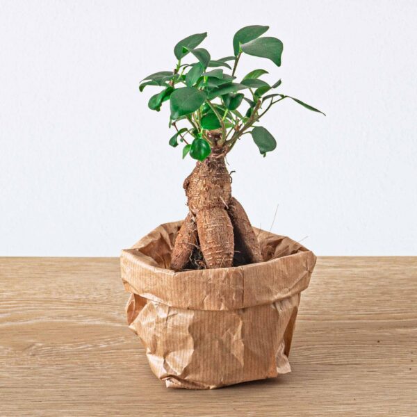 Flaschengarten paket - Ficus Ginseng bonsai