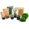 Flaschengarten paket - Ficus Ginseng bonsai