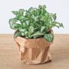 Flaschengarten paket - Ficus Ginseng bonsai