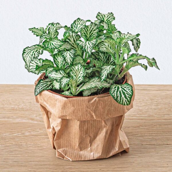 Flaschengarten paket - Ficus Ginseng bonsai