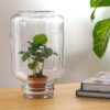 Easyplant - Coffea Arabica