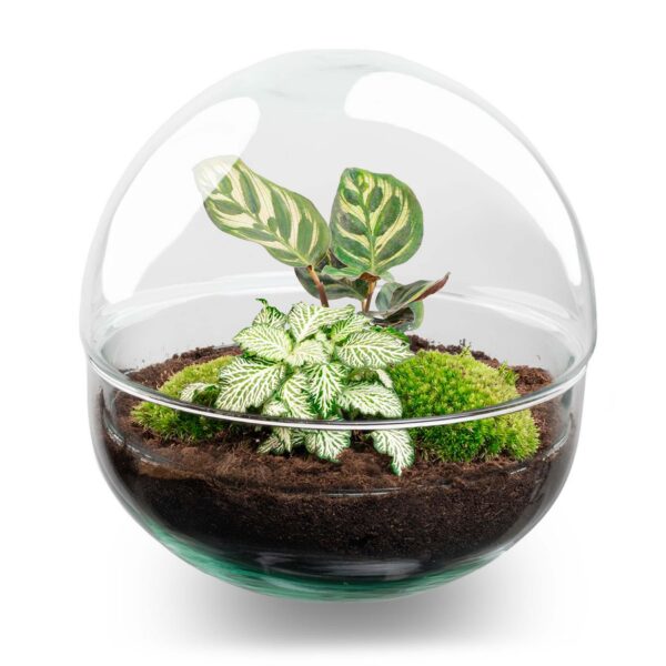 Flaschengarten - Dome - ↕ 20 cm - Normal