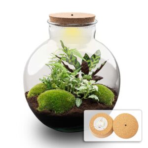 Flaschengarten - Bolder Bob - ↕ 30 cm - Normal