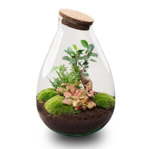 Flaschengarten - Drop XL Bonsai