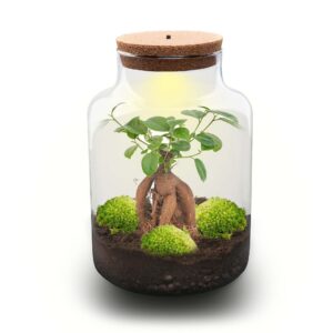 Flaschengarten - Milky mit bonsai