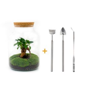 5d23705a4320442999e544488bcc34d9da7acb47d72741178a87a3bfe06a6ef3.jpg Flaschengarten - Milky mit bonsai - ↕ 30 cm - Rake + Shovel + Tweezer