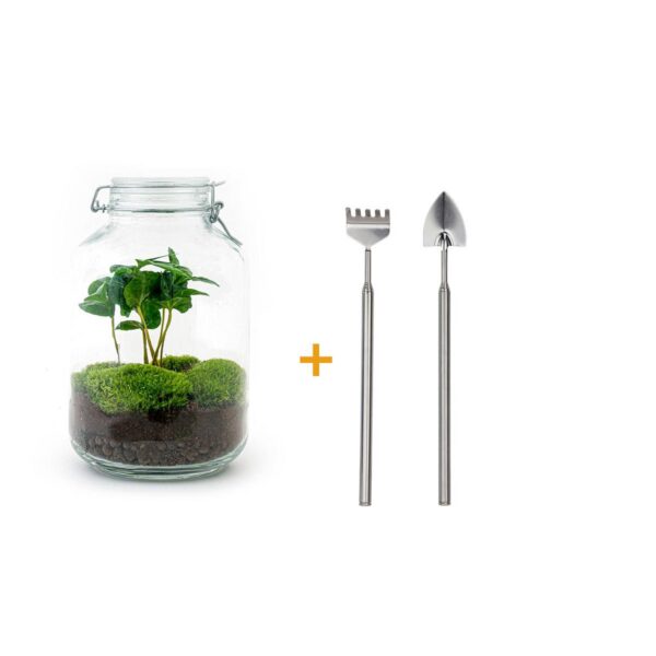 Flaschengarten - Coffea Arabica - Rake + Shovel
