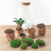 Flaschengarten - Sven Bonsai