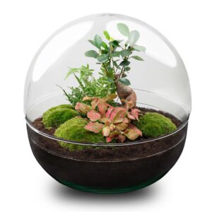 9d0714fda0a74a70a7a9a5f688a316843475b5874edc44149e49a69344985974.jpg Flaschengarten - Dome XL - Ficus Ginseng Bonsai