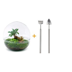 b3852f0e15db48848f94737dc13b5b94d4aa775489804e2184ea96737ee2f003.jpg Flaschengarten - Dome XL - Ficus Ginseng Bonsai - ↕ 30 cm - Rake + Shovel