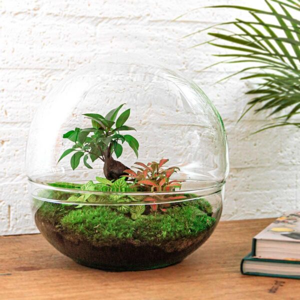 Flaschengarten - Dome XL - Ficus Ginseng Bonsai - Rake + Shovel + Tweezer + Scissors