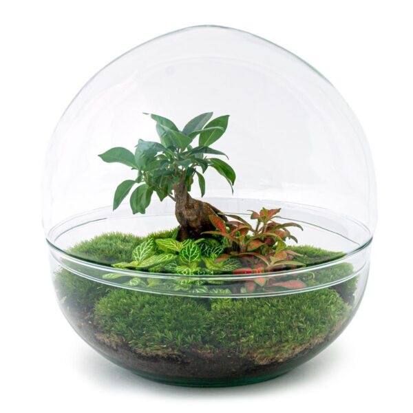 Flaschengarten - Dome XL - Ficus Ginseng Bonsai - Rake + Shovel + Tweezer + Scissors