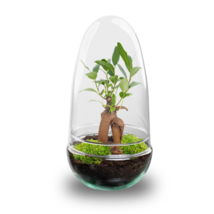 a9dbd2e5633840ccb0ac11feaf8f62a07269d8ad3b5443c785b2588806629f67.png Flaschengarten - Egg Bonsai