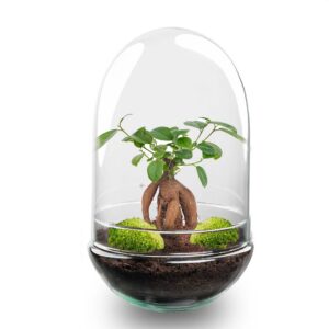 43d34e5c054a43a6b0ae6c6914d82bf5586eb0538f454796873e9946963d37fe.jpg Flaschengarten - Egg XL Bonsai