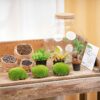 Flaschengarten - Bolder Bob Bonsai - Rake + Shovel + Tweezer + Scissors