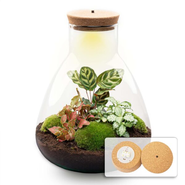 7142b49b72f94ccd8788be1d14cbbca7b6fa71ce516a4de6abefbfbd5d7a6d9a.jpg Flaschengarten - Sam Calathea mit Lampe