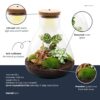 8e5a9f2a8292466089bc68455ad3e11b253c796b9283440da9d20aaeaa09e8ad.jpg Flaschengarten - Sam Calathea mit Lampe