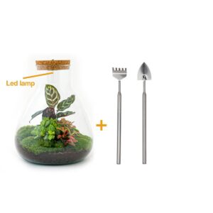 Flaschengarten - Sam Calathea mit Lampe - Rake + Shovel