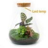 46f0d5edccbd4d5581ae2965044a089a260cf215cb404eb290eeb45a555e6cf6.jpg Flaschengarten - Sam Calathea mit Lampe - Rake + Shovel + Tweezer