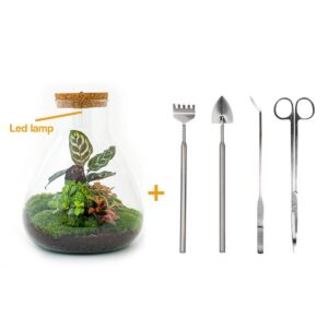 Flaschengarten - Sam Calathea mit Lampe - Rake + Shovel + Tweezer + Scissors