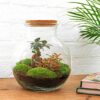 Flaschengarten - Teddy bonsai - Rake + Shovel