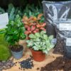 Flaschengarten paket - Coffea Arabica