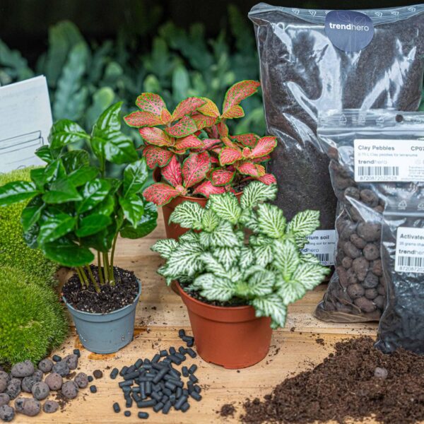 Flaschengarten paket - Coffea Arabica