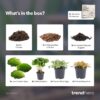 Flaschengarten paket - Coffea Arabica