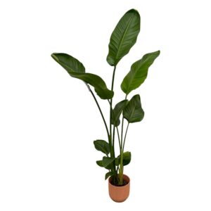 Strelitzia Nicolai inklusive elho Vibes Fold Round rosa