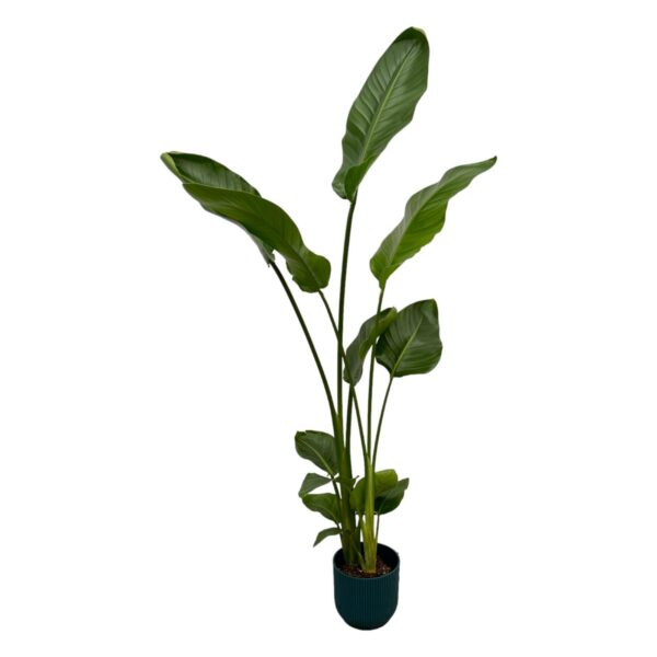 Strelitzia Nicolai inklusive elho Vibes Fold Rund blau