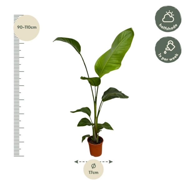 Strelitzia Nicolai | 2 Stücke