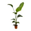 Strelitzia Nicolai | 2 Stücke