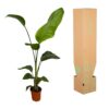 Strelitzia Nicolai | 2 Stücke