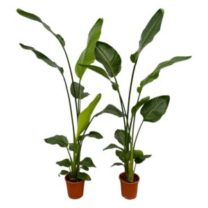 e34aec76435e4fd1be15e788b97d5d4a07e0d4f8f9e64d039a24c7bff6178760.jpg Strelitzia Nicolai | 2 Stücke