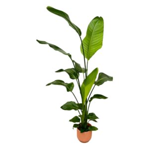 246bd48557284c4cb7d864b8dc884fed6e57f0f1f81c4e059f3fb5c4d9e29175.jpg Strelitzia Nicolai inklusive elho Vibes Fold Round rosa