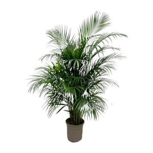0eb272ae4a1544469bdf0c3760a41f4e15776a95306a4af4a3d055b507c9c1f6.jpg Dypsis Lutescens (Areca palm)