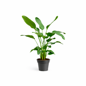 c48e68346b6e41fc997585d8feaeb47efe1416f258ff4de8b158ead0a6a2ee90.png Strelitzia Nicolai