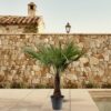 Trachycarpus