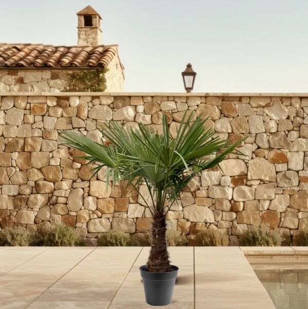 Trachycarpus