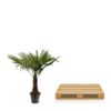 Trachycarpus