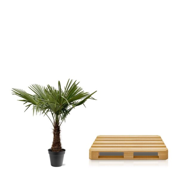 Trachycarpus