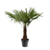 Trachycarpus