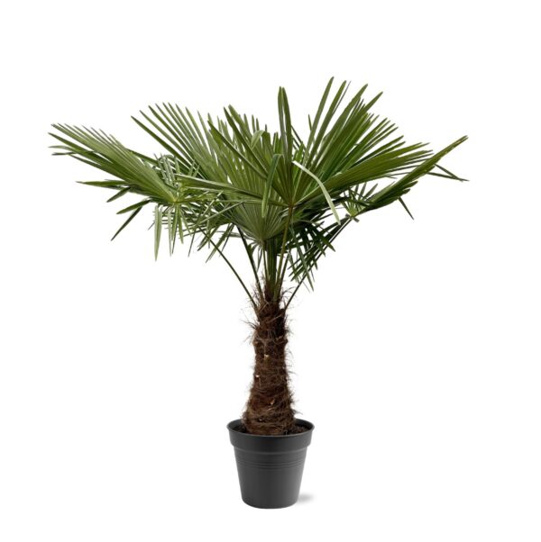 Trachycarpus