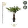 Trachycarpus
