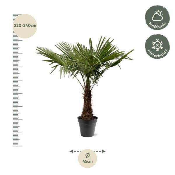 Trachycarpus