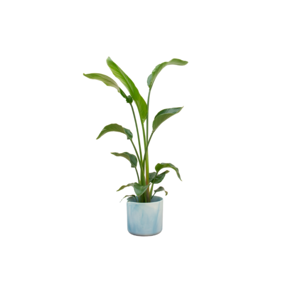Strelitzia Nicolai einschließlich elho Ocean Round atlantic blue