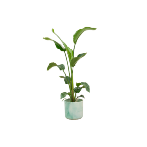 Strelitzia Nicolai einschließlich elho Ocean Round pacific green