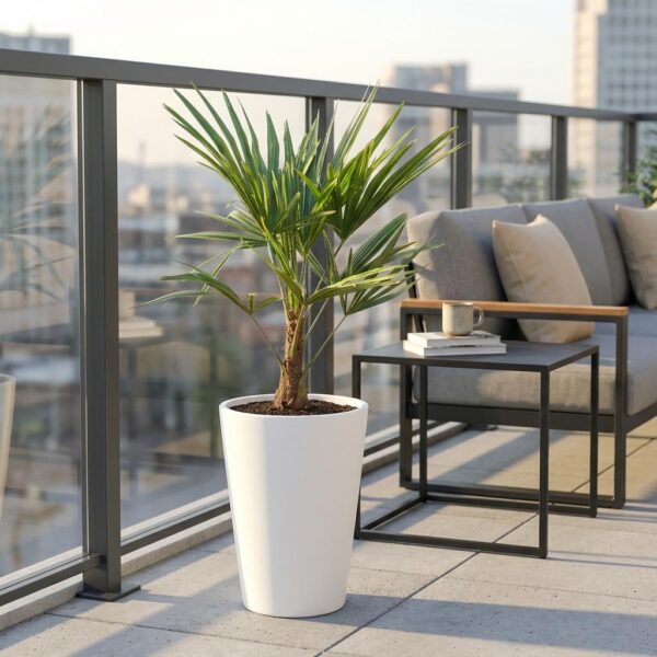 Trachycarpus - Waaierpalm