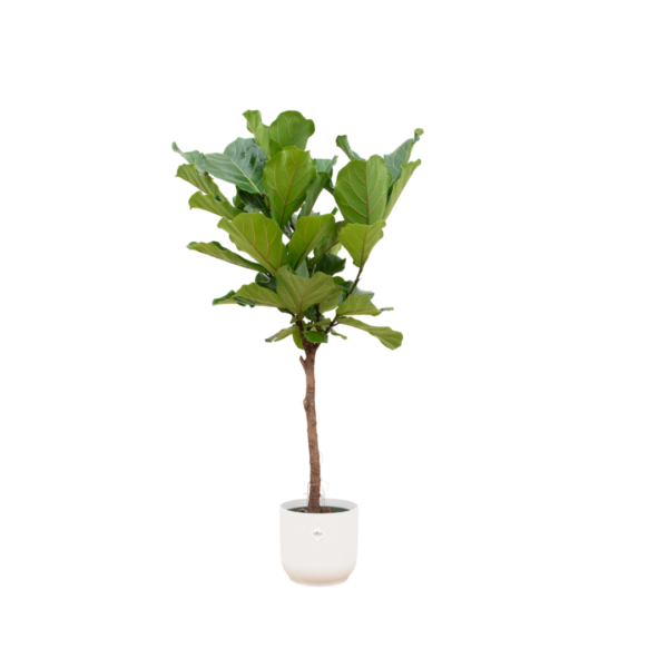 32998eebac1342a89147c1f69cf2aac9d8e45f127906474987450625ff6d7269.png Ficus Lyrata Stamm einschließlich elho Vibes Fold Round weiß